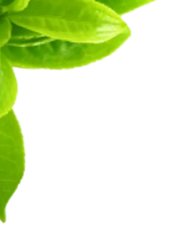 Leaf Image