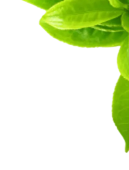 Leaf Image